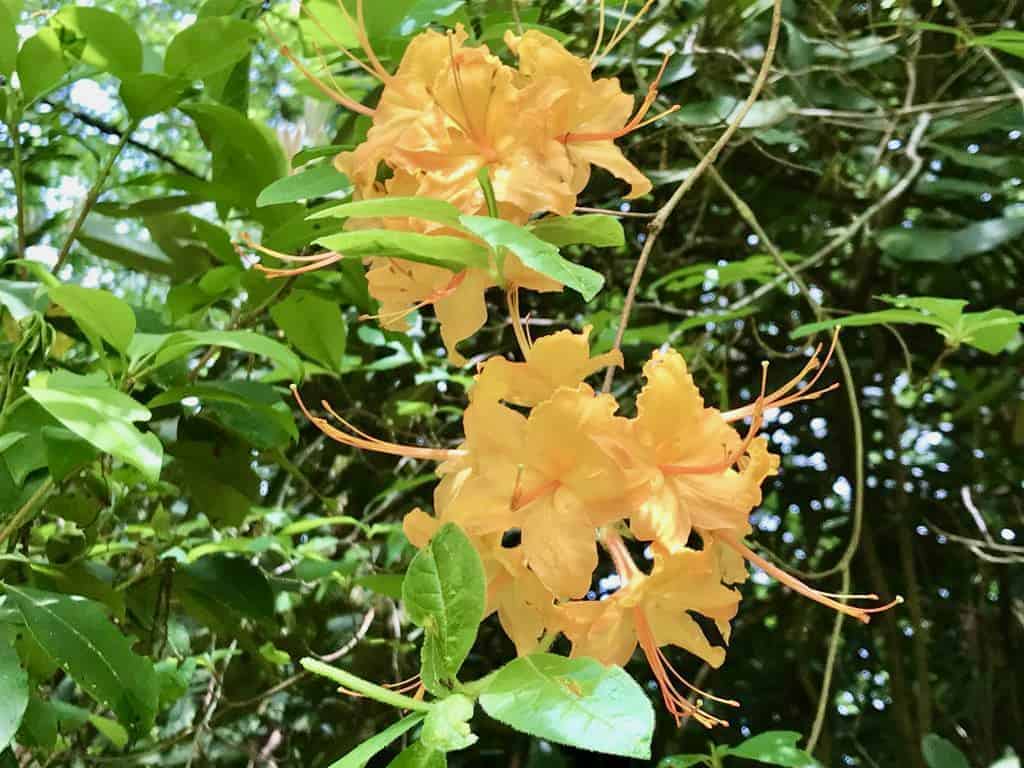 350 Henredon Road Spruce Pine NC 28777