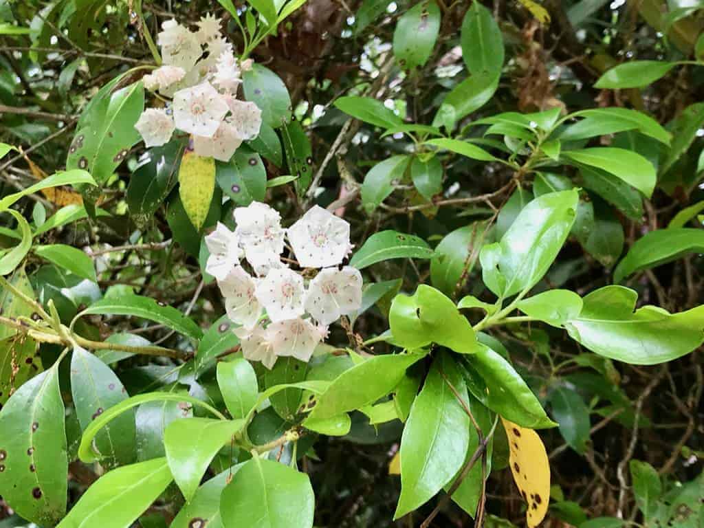 350 Henredon Road Spruce Pine NC 28777