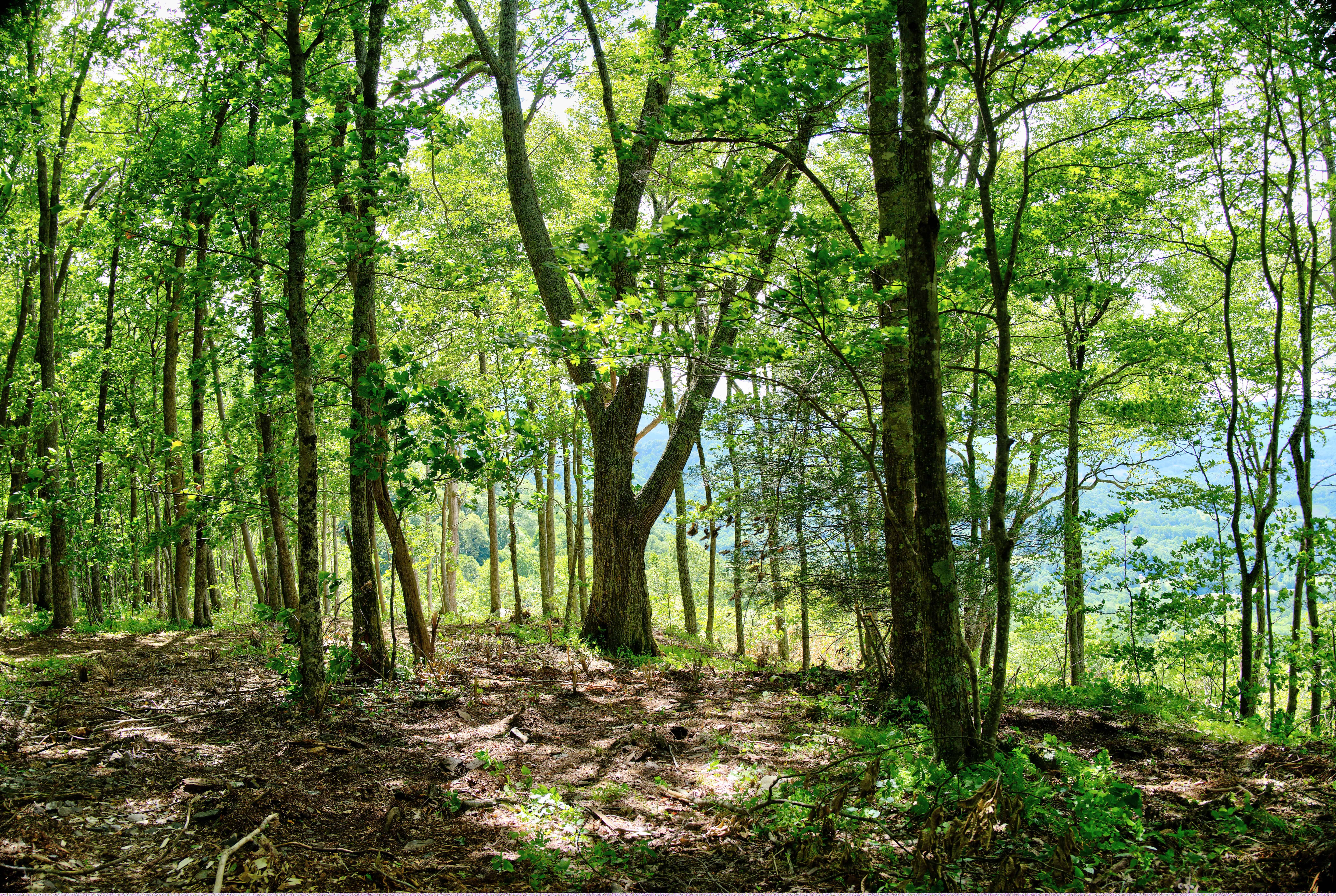 000 Arrowhead Ridge Road Spruce Pine NC 28777